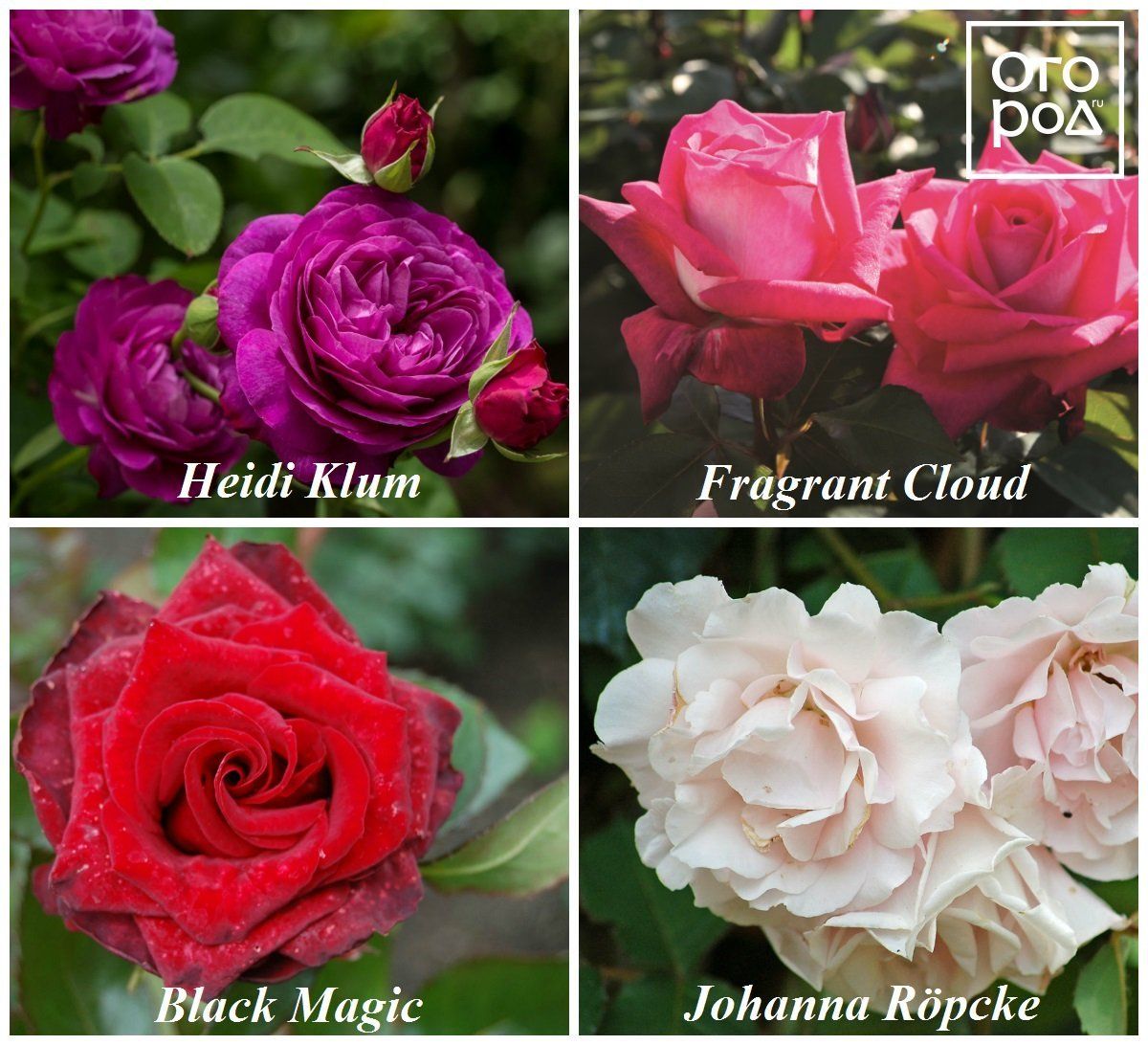 остинки розы фото с названиями лучшие сорта
